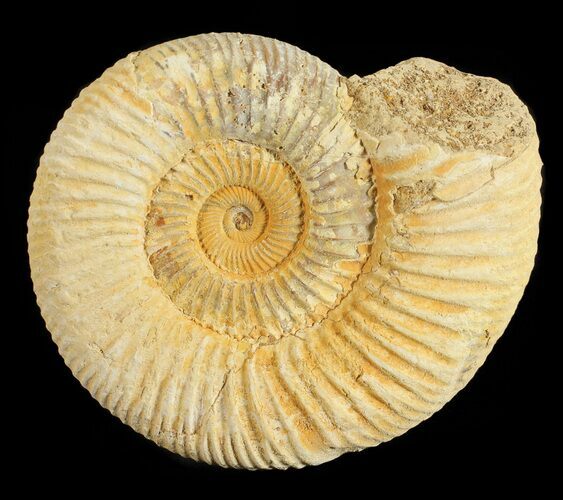 Perisphinctes Ammonite - Jurassic #54255